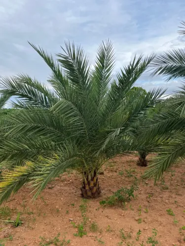 Palmeira Tamareira 