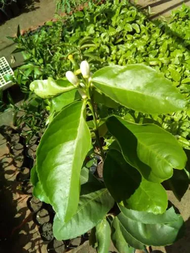 Mudas para Plantios e Pomares