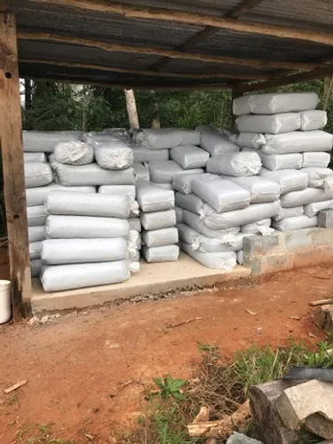Silagem de BRS Capiaçu