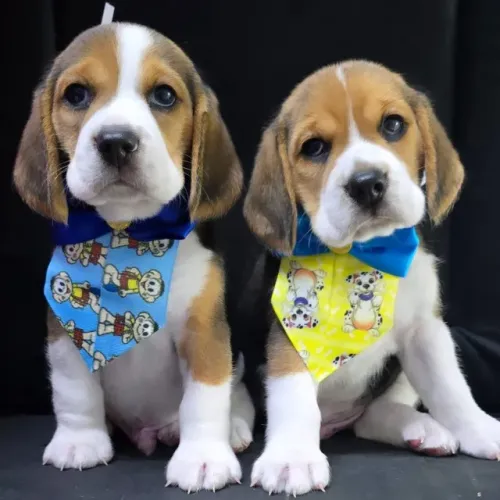 Beagle Foto Real na Petshow Londrina