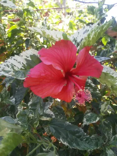 MUDAS HIBISCO VARIEGATA ROSA*brinde: pingo de ouro