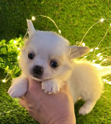 Chihuahua - Um príncipe de 4 patas!