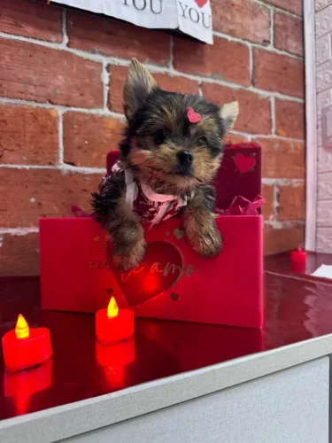 Filhote de Yorkshire disponível