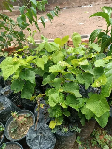 Muda de uva feita por estaquia 