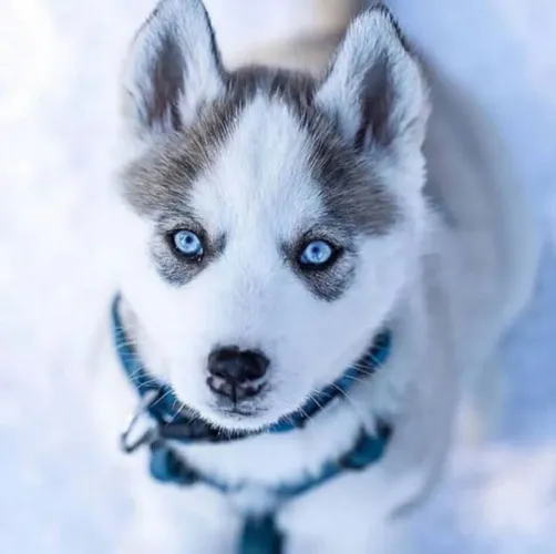 filhote Husky Siberiano, Pequenos no tamanho, gigantes no amor!