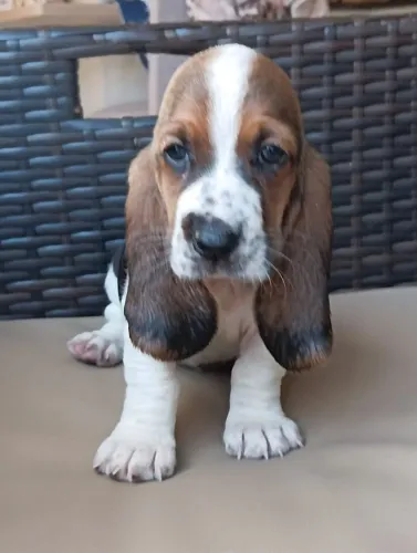 Basset Hound vacinados