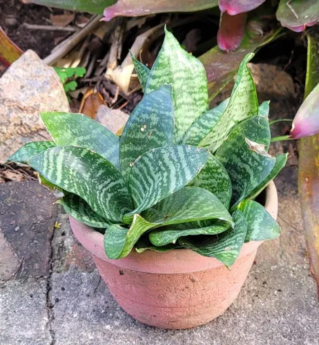 Mini Espada de São Jorge adulta