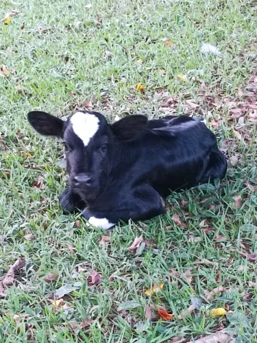 Bezerro macho - 10 a 15 diasde idade