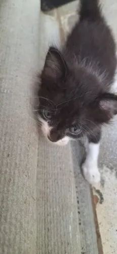 Gatinha frajola a procura de um lar