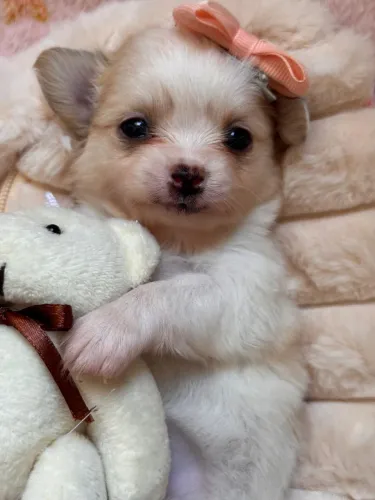 Chihuahua. O cãozinho mais amado e desejado.!