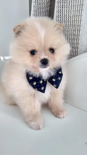 Spitz Alemão Filhotes de mais alto padrão da raça