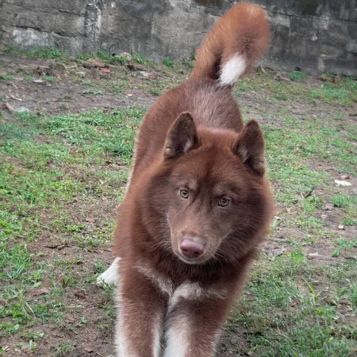 Doção de cão 