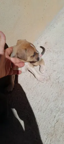 Doações de filhotes de cachorro