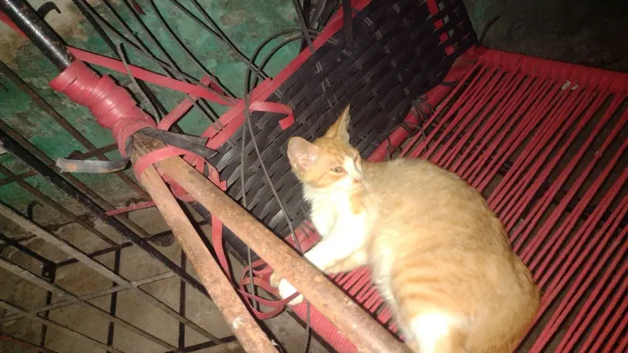 Estou doando um gatinho macho bem esperto, casador e brincalhão..