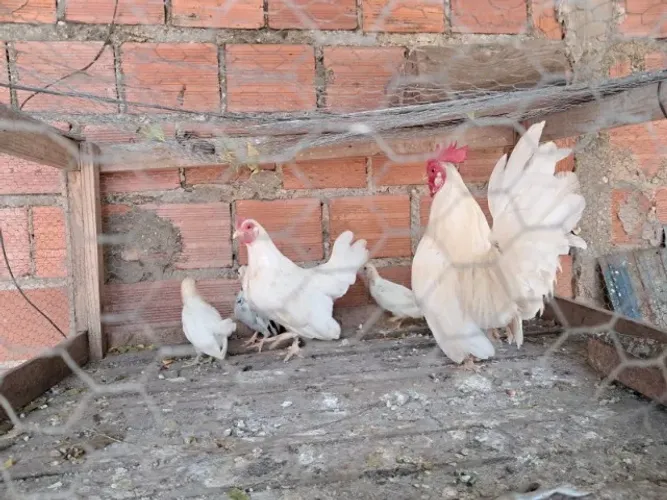 Franguinhos Nagasaki
