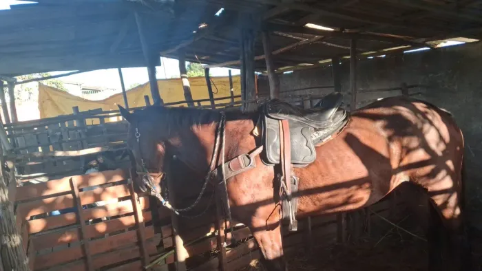 Égua pronta de esteira