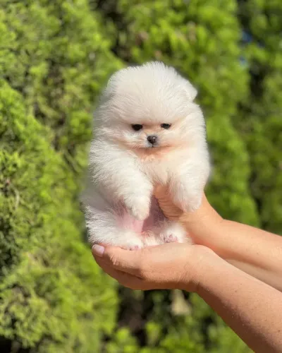 Lulu da Pomerânia ursinho