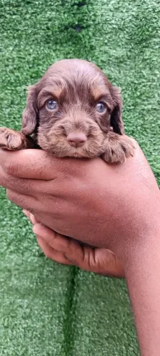Cocker spaniel inglês