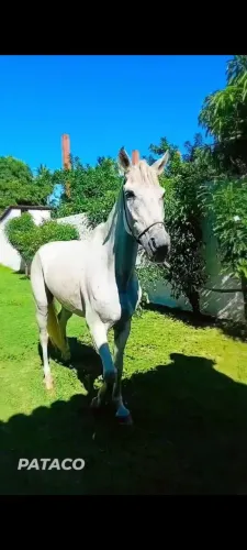 Cavalo Machador 