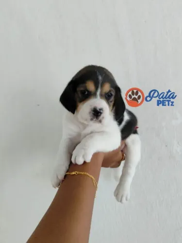 Filhote de Beagle