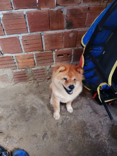 Chow Chow 1 Ano e 5 meses