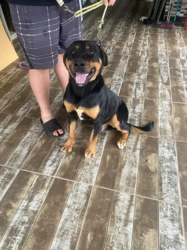 Doa-se Rottweiler para um lar com carinho