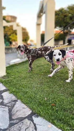 Vendo cachorro Raça dálmata