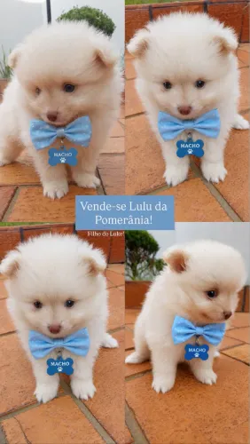 LULU DA POMERANIA