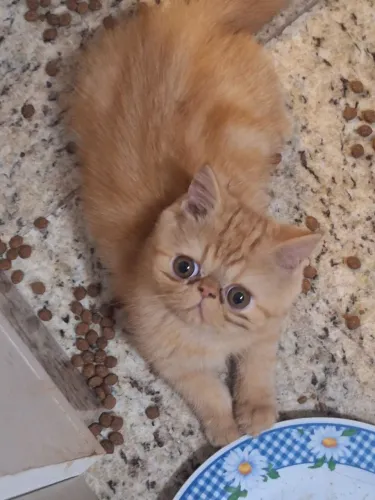 Filhotes Persas Maravilhosos