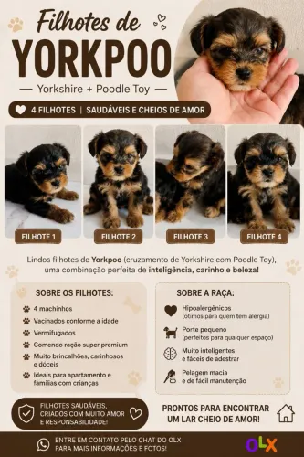 Filhotes de Yorkpoo 