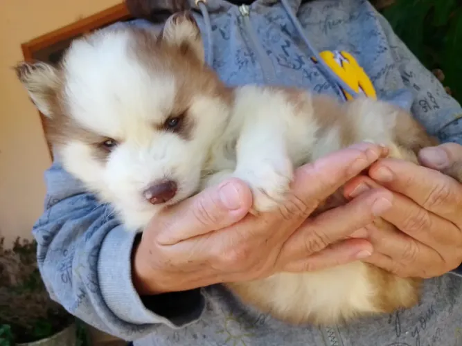 Huskys macho marrom