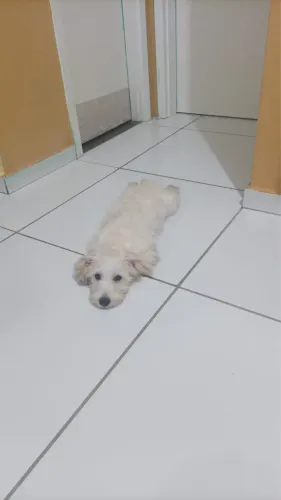 Poodle 