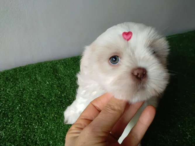 Linda fêmea de Shih Tzu de olhos claros 
