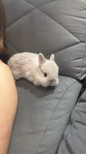 Coelhinhos Fofos
