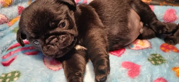 Pug Black filhotes pais maravilhosos 