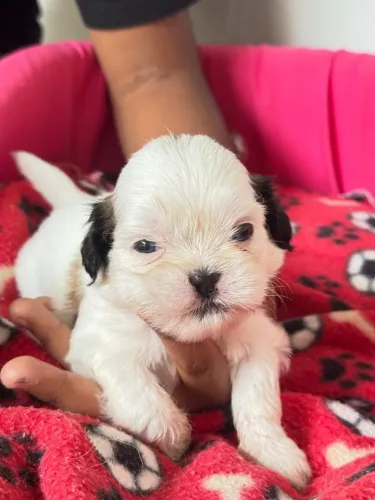 Cachorro Shitzu