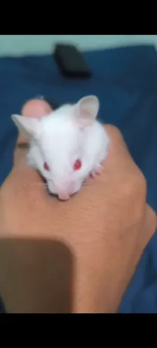 Hamster branco do olho vermelho