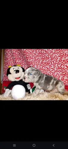 Filhotes de American bully 