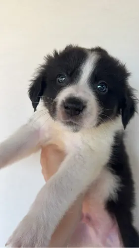 Filhotes Boder Collie