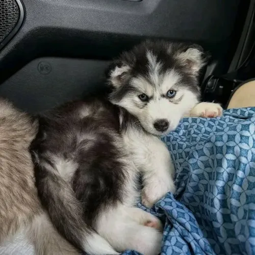 Filhotes de Husky Siberiano | Amor que conquista.