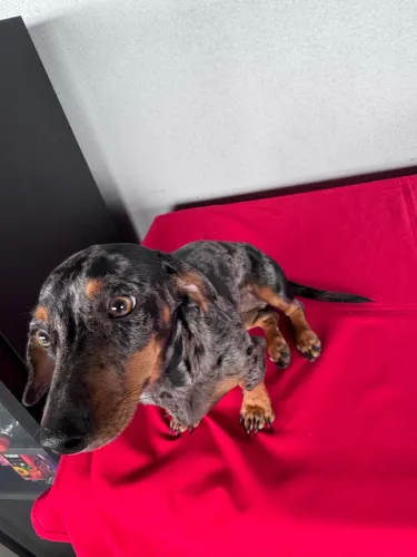 Filhote Dachshund Arlequim- Fêmea
