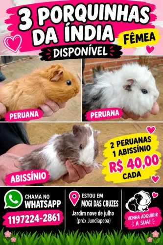 Porquinho da índia