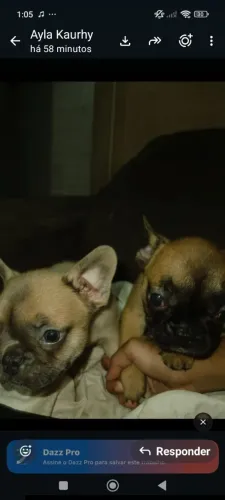 Vendo duas Buldogues fêmeas 