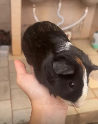 Porquinha da índia fêmea 6 meses 