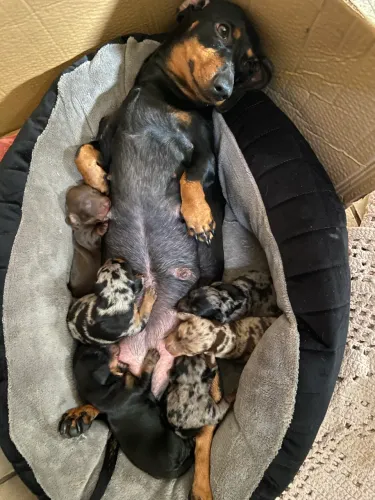 Dachshund , Salsicha, Cofap , linguiça , Teckl . Lindos filhotes disponíveis 