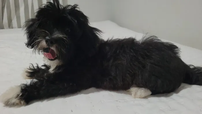 Shih Tzu cor predominante preta fêmea  2 meses vermifugada e vacina 