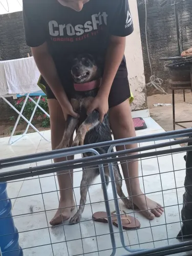 Cahorra Blue Heller 7 meses