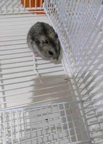 HAMSTER