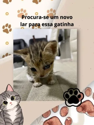 Gatinha para adoção legal