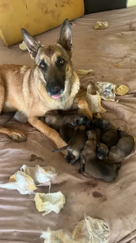 Pastor belga de malinois 